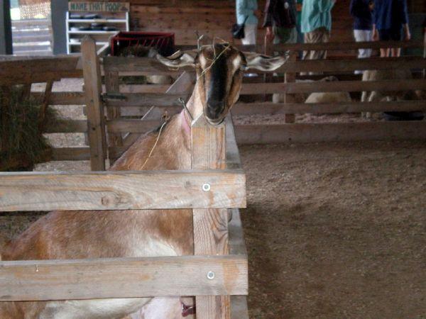 Shelburne Farms Goat.jpg - Goat - Shelburne Farms